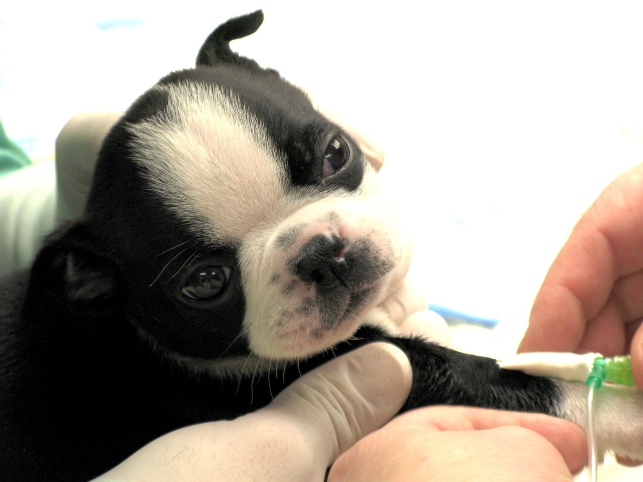 poor-puppy-1365941-1280×960